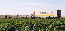 Harvesting and transporting vegetables