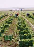 Crops of lettuce