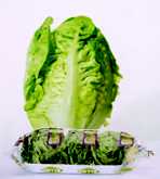 Roman Lettuce