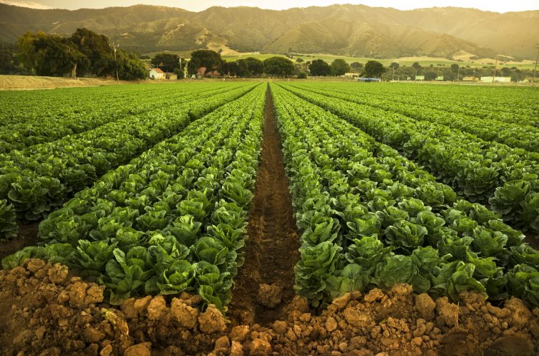 Cultivos de lechugas en un gran campo