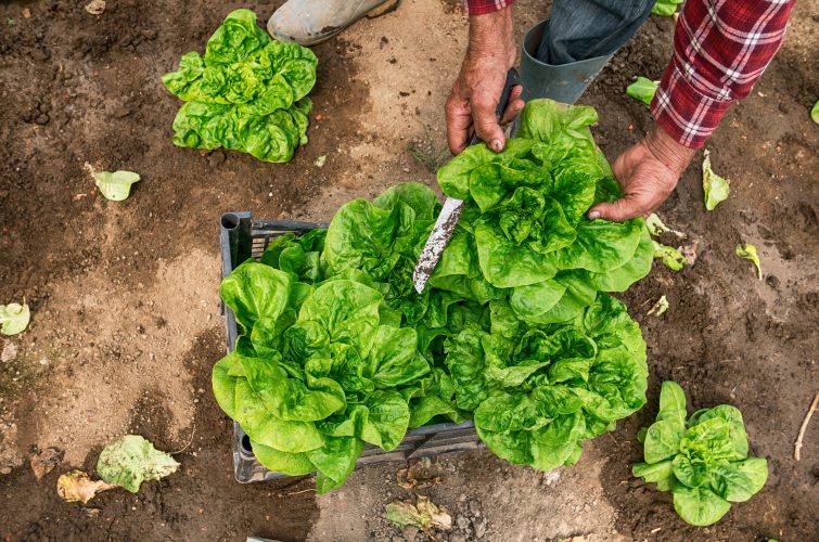 Hombre cultivando lechugas