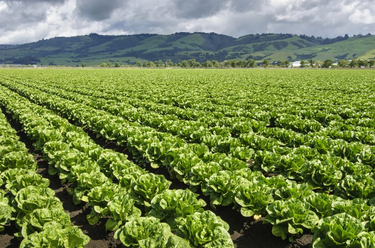 Filas de cultivo de lechuga romana